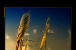 In the breeze